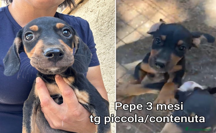 Meticcio cani - Annuncio 1