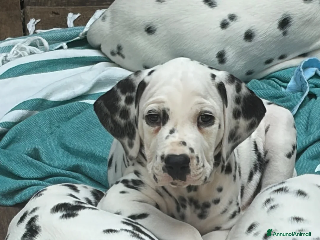 Dalmata cani in vendita: Dalmata a Provincia di Forlì-Cesena - Annuncio 7