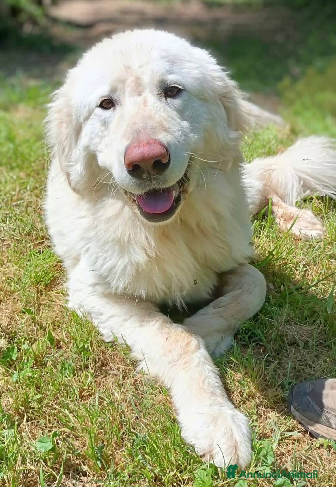 Pastore Maremmano cani in regalo: Leone buonissimo 3 anni  - Annuncio 1