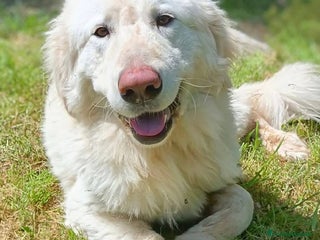 Pastore Maremmano cani Leone buonissimo 3 anni - Annuncio 34