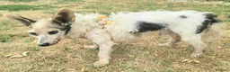 Meticcio cani in regalo: Torquato 12 anni Taglia mini - Annuncio 6