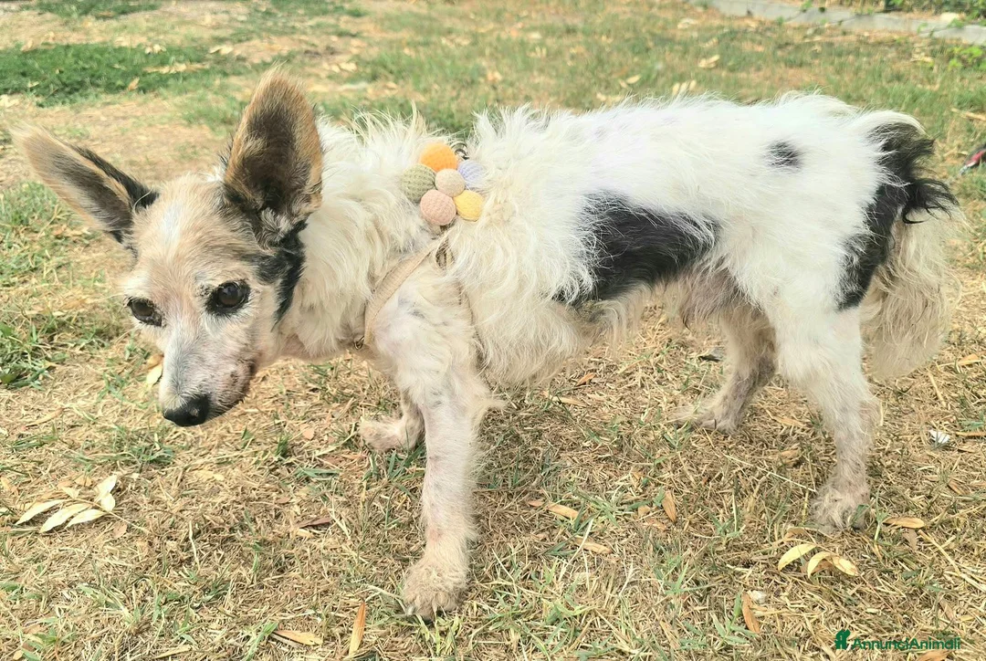 Meticcio cani in regalo: Torquato 12 anni Taglia mini - Annuncio 6
