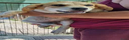 Meticcio cani in regalo: JOLLY 💙 - futura taglia media, curioso, tenero  - Annuncio 3