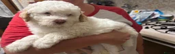 Lagotto cani in vendita: Cuccioli di Lagotto romagnolo a Provincia di Piacenza - Annuncio 6