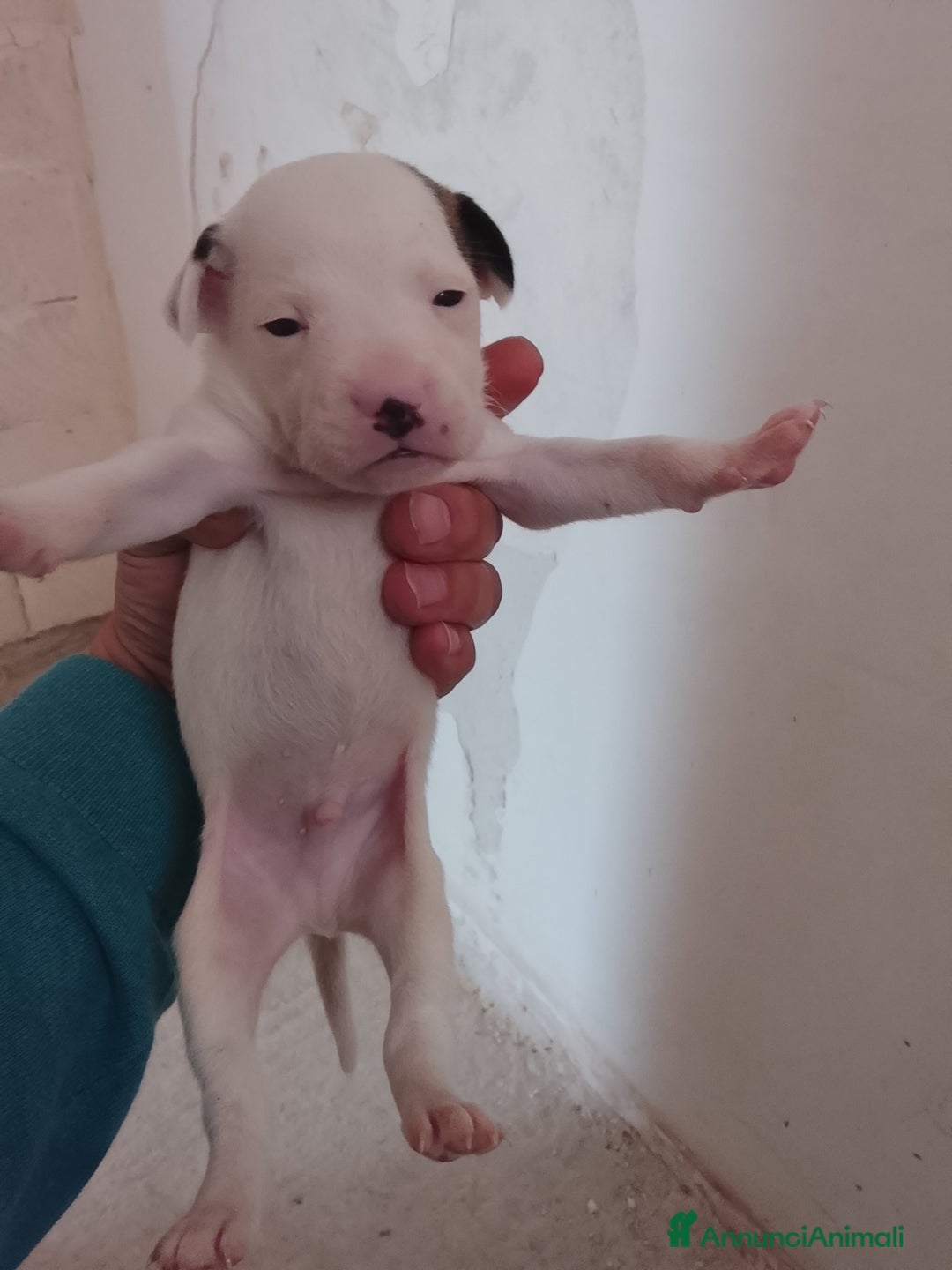 Meticcio cani in vendita: 7 cuccioli incrocio fra Bulldog francese e meticci - Annuncio 2