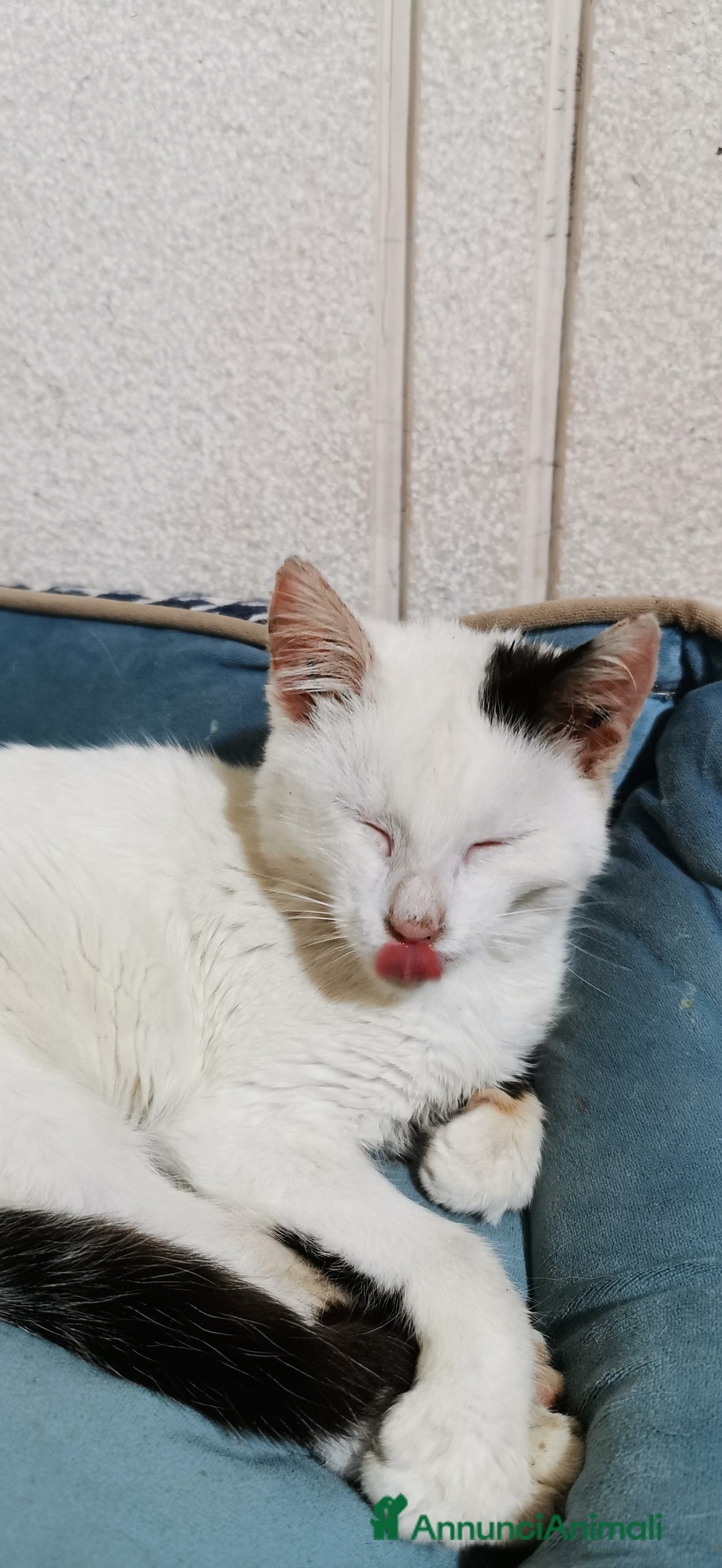 Europeo gatti in regalo: Gattina Bianca - Annuncio 9