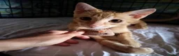 Meticcio gatti in regalo: 3 mesi, abituato in casa  - Annuncio 11