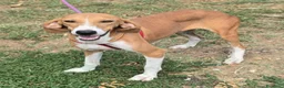 Segugio cani in regalo: Cassandra 1 anno segugia - Annuncio 6