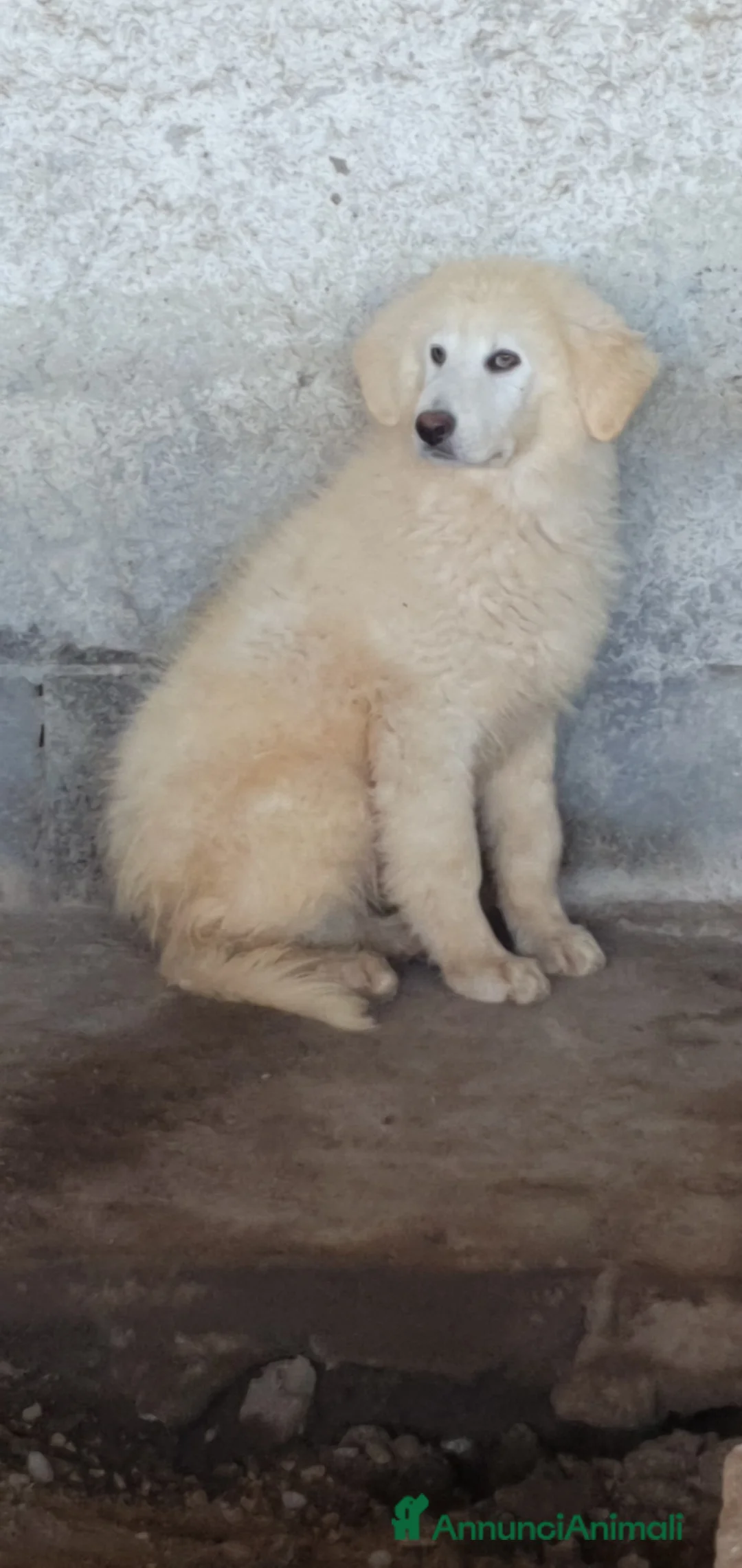Pastore Maremmano cani in regalo: Maremmano cuccioli maschi in canile - Annuncio 2