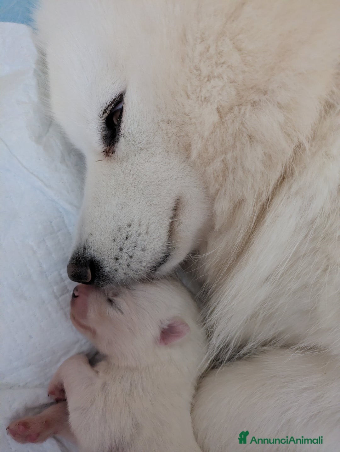 Samoiedo cani in vendita: Cuccioli di Samoiedo - Annuncio 1