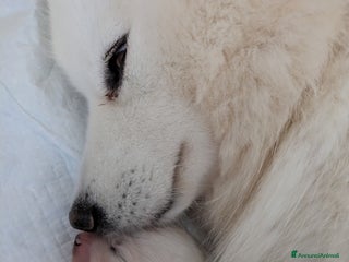 Samoiedo cani Cuccioli di Samoiedo - Annuncio 21