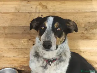 Meticcio cani Dolce Kiki cerca casa - Annuncio 4