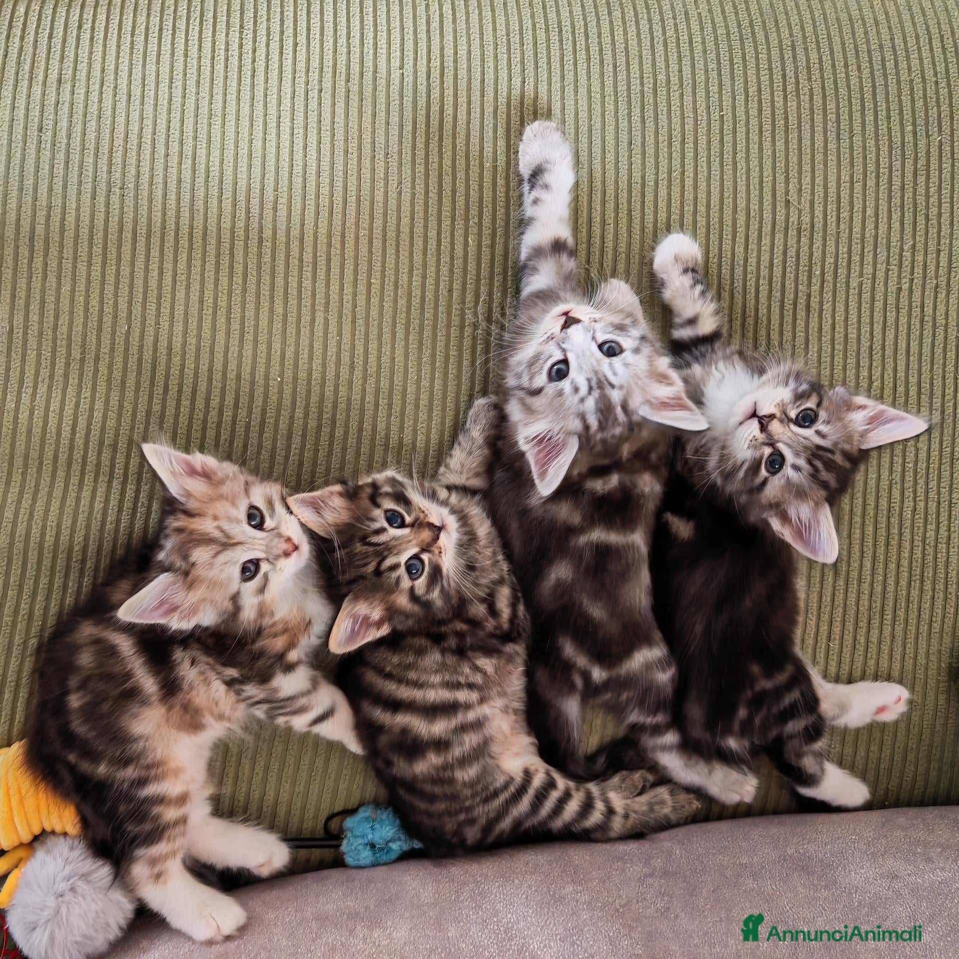 Siberiano gatti Cuccioli siberiani con pedigree  - Annuncio 6