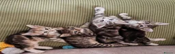 Siberiano gatti in vendita: Cuccioli siberiani con pedigree  - Annuncio 1