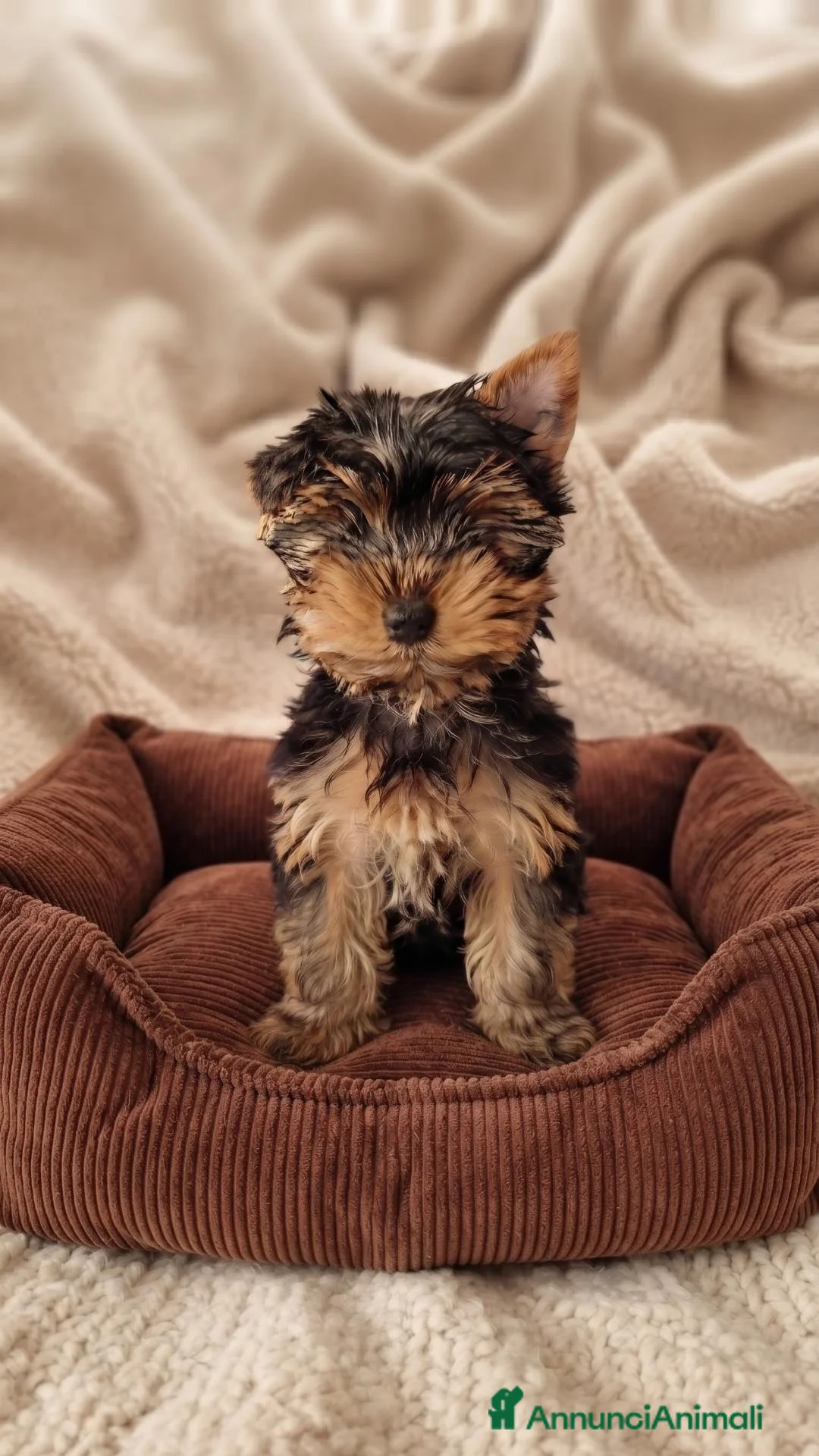 Yorkshire cani in vendita: Yorkshire maschio - Annuncio 2
