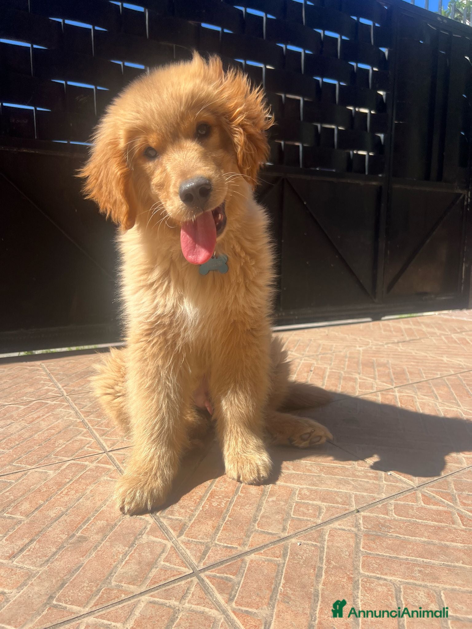 Golden Retriever cani Cuccioli Golden Americani Alta Genealogia - Annuncio 2