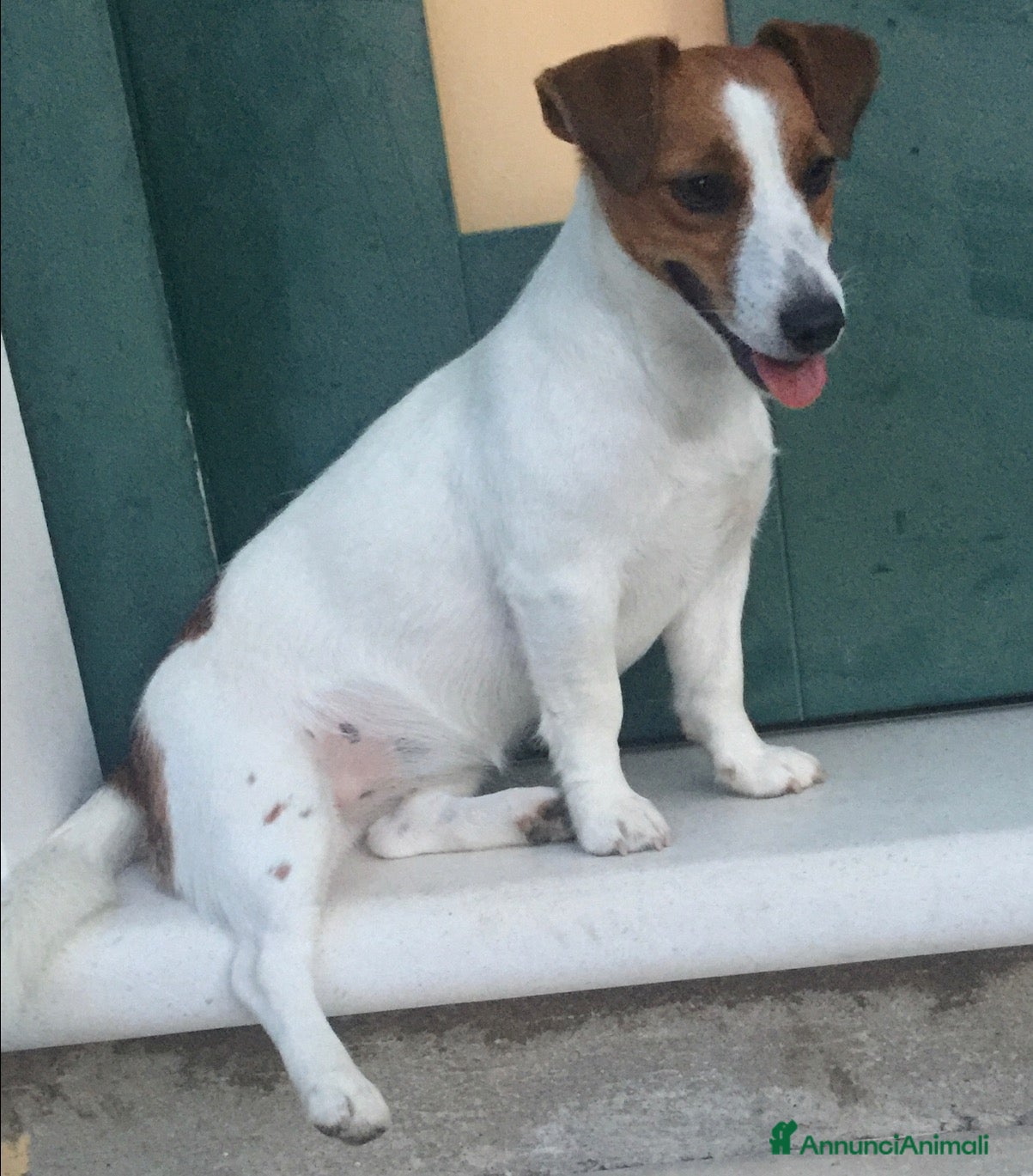 Jack Russell cani Jack Russell  - Annuncio 3