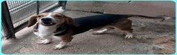 Beagle cani in regalo: NAPOLEONE MIX BEAGLE 4 ANNI SI DISPERA NEL SUO BOX - Annuncio 11