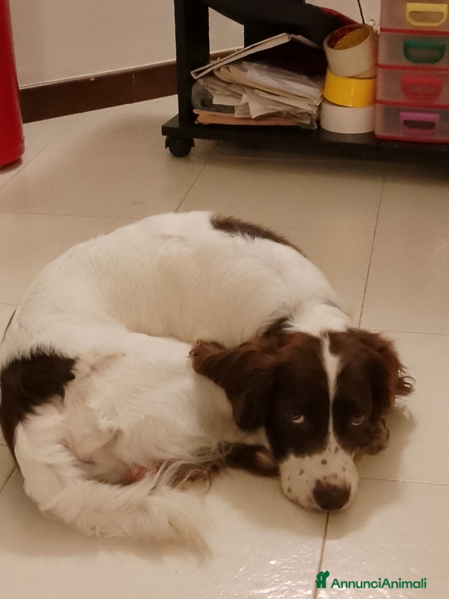 Springer Spaniel Inglese cani Accoppiamento con cagna - Annuncio 1