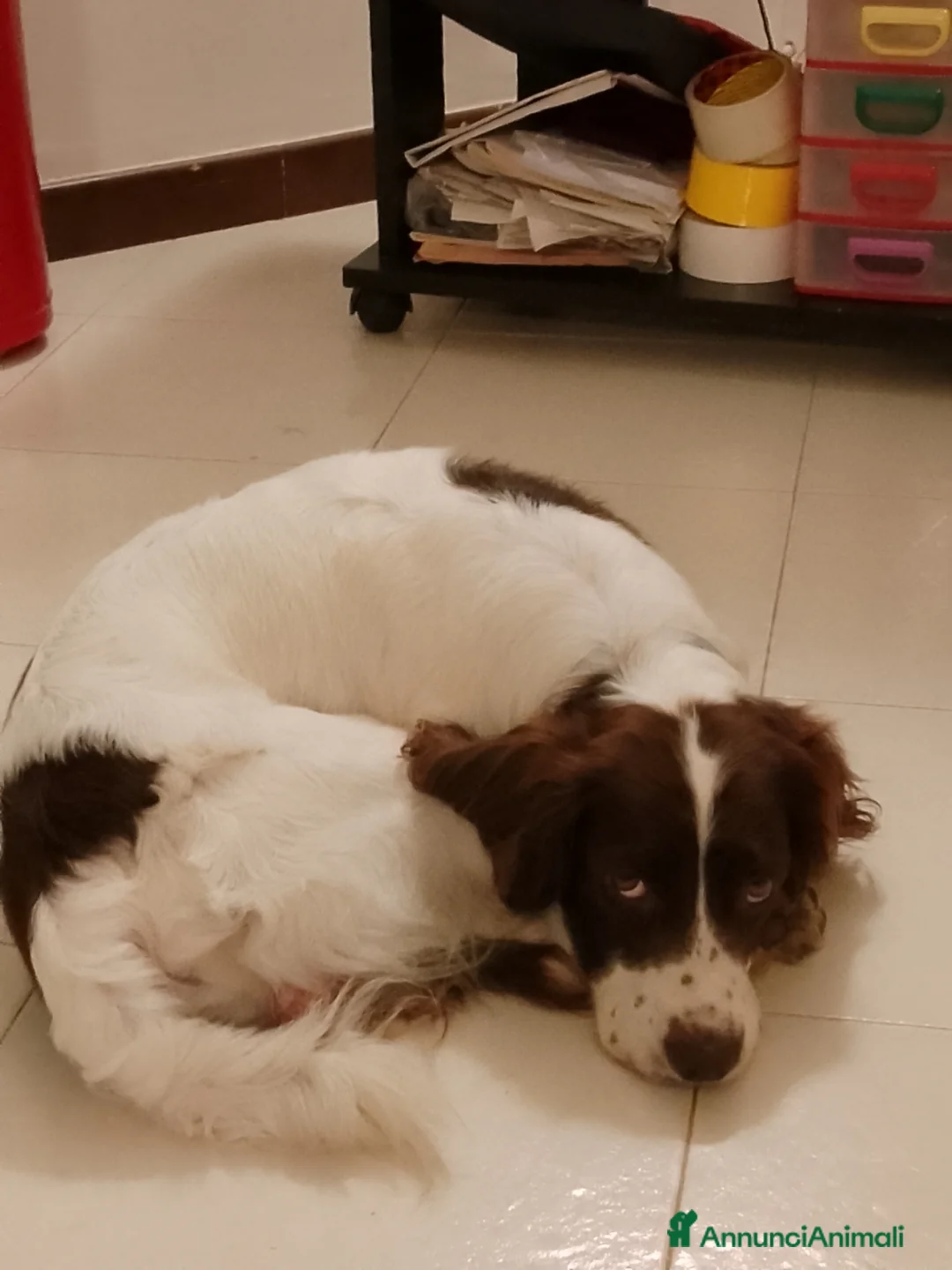 Springer Spaniel Inglese cani per accoppiamento: Accoppiamento con cagna - Annuncio 1