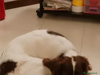 Springer Spaniel Inglese cani Accoppiamento con cagna - Annuncio 1