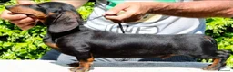 Bassotto cani in vendita: Bassotto tedesco  a Città metropolitana di Roma Capitale - Annuncio 4