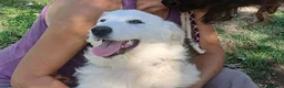 Meticcio cani in regalo: LA BELLISSIMA NEVE HA BISOGNO DI UNA FAMIGLIA - Annuncio 4