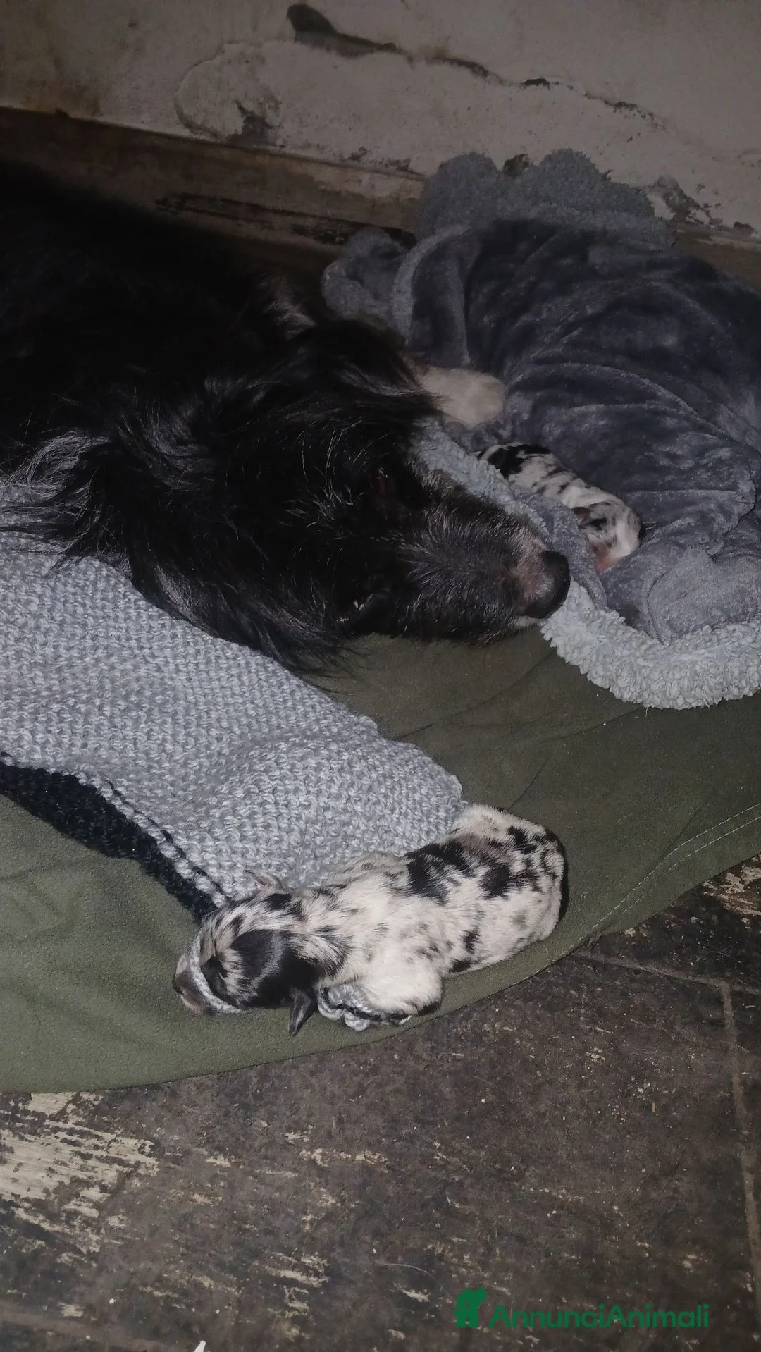 Meticcio cani in vendita: cuccioli pastore della lessinia - Annuncio 2