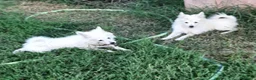Volpino Italiano cani in vendita: Cuccioli di volpino  - Annuncio 2