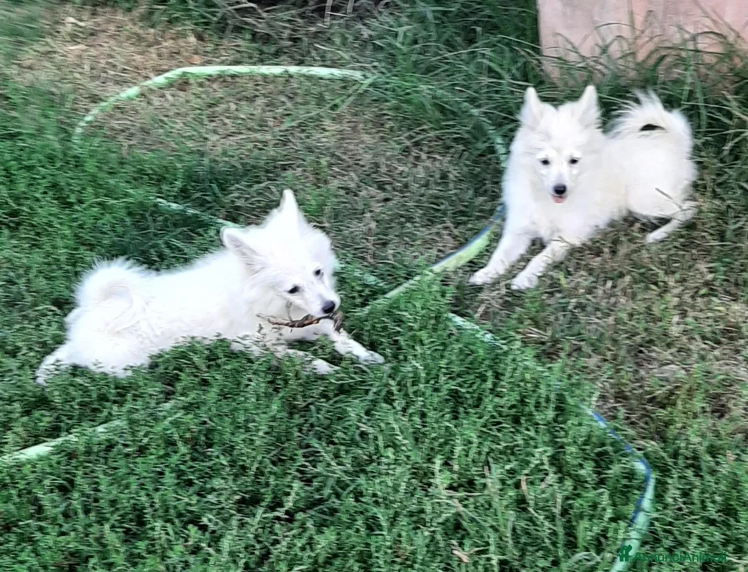 Volpino Italiano cani in vendita: Cuccioli di volpino  - Annuncio 2