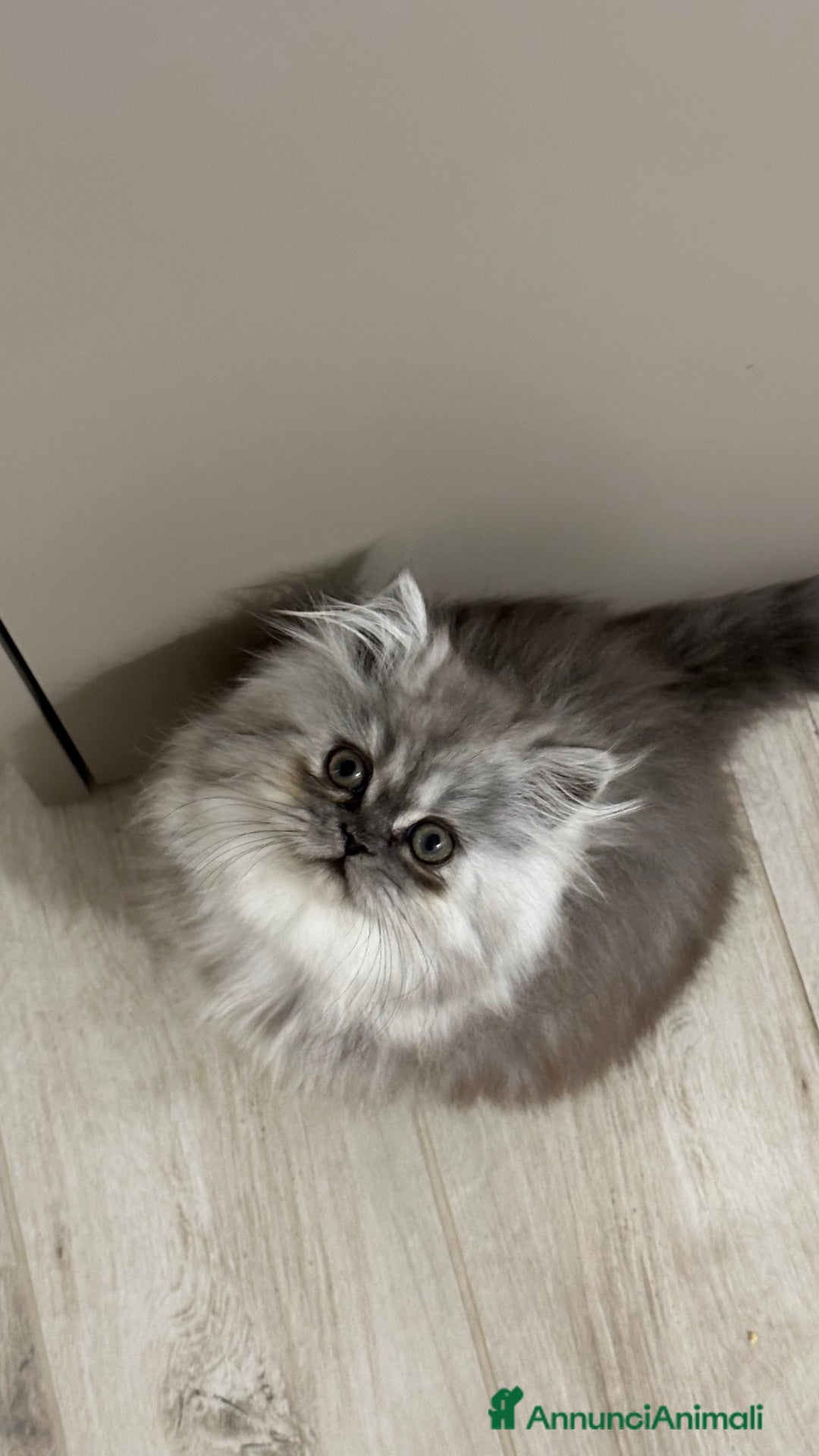 Persiano gatti in vendita: Gattina persiana chincilla Fumè - Annuncio 1