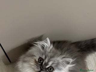 Persiano gatti Gattina persiana chincilla Fumè - Annuncio 5