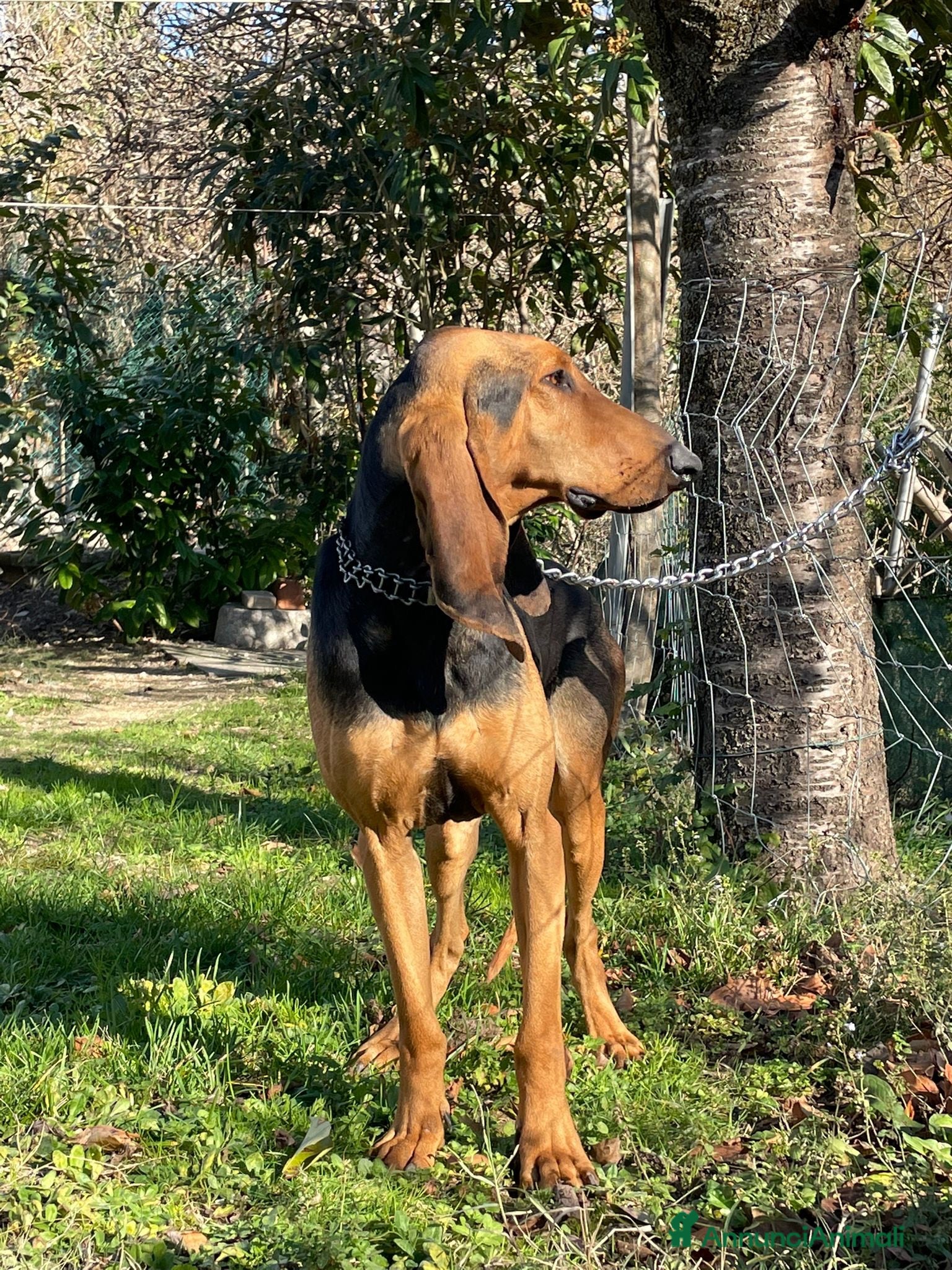 Segugio cani Segugio italiano per monte  - Annuncio 1