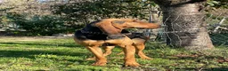 Segugio cani per accoppiamento: Segugio italiano per monte  a Provincia di Pesaro e Urbino - Annuncio 1
