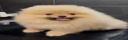 Spitz cani in vendita: Pomerania Spitz Toy nano  - Annuncio 2