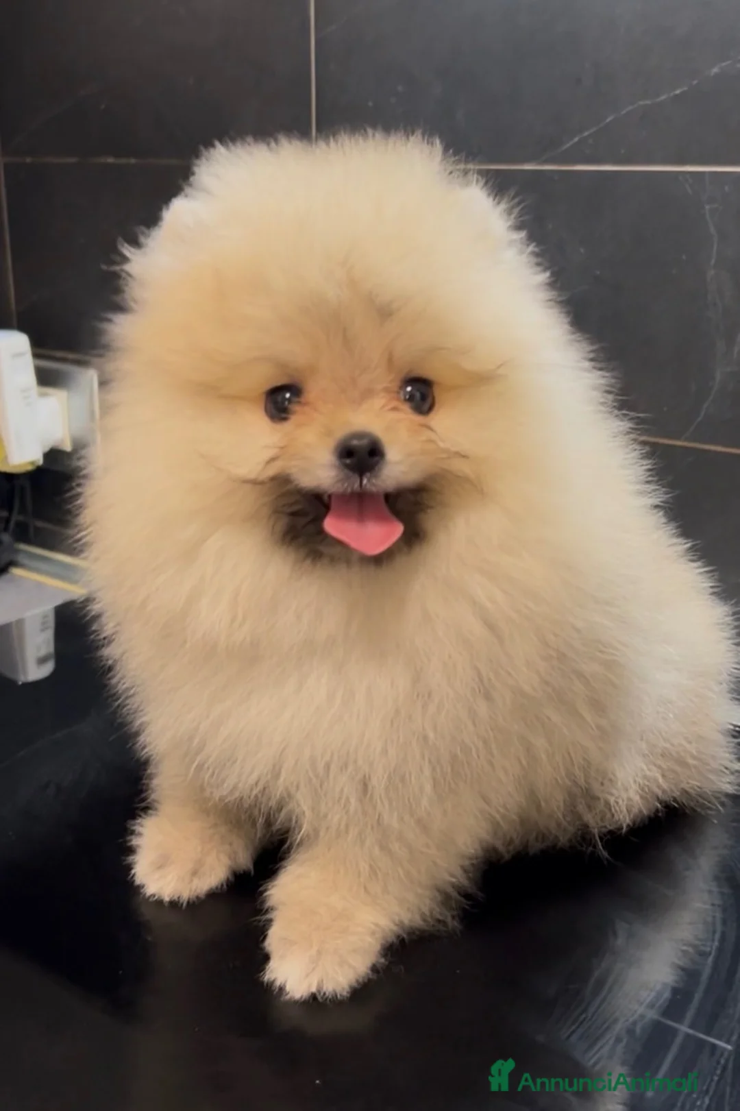 Spitz cani in vendita: Pomerania Spitz Toy nano  - Annuncio 2