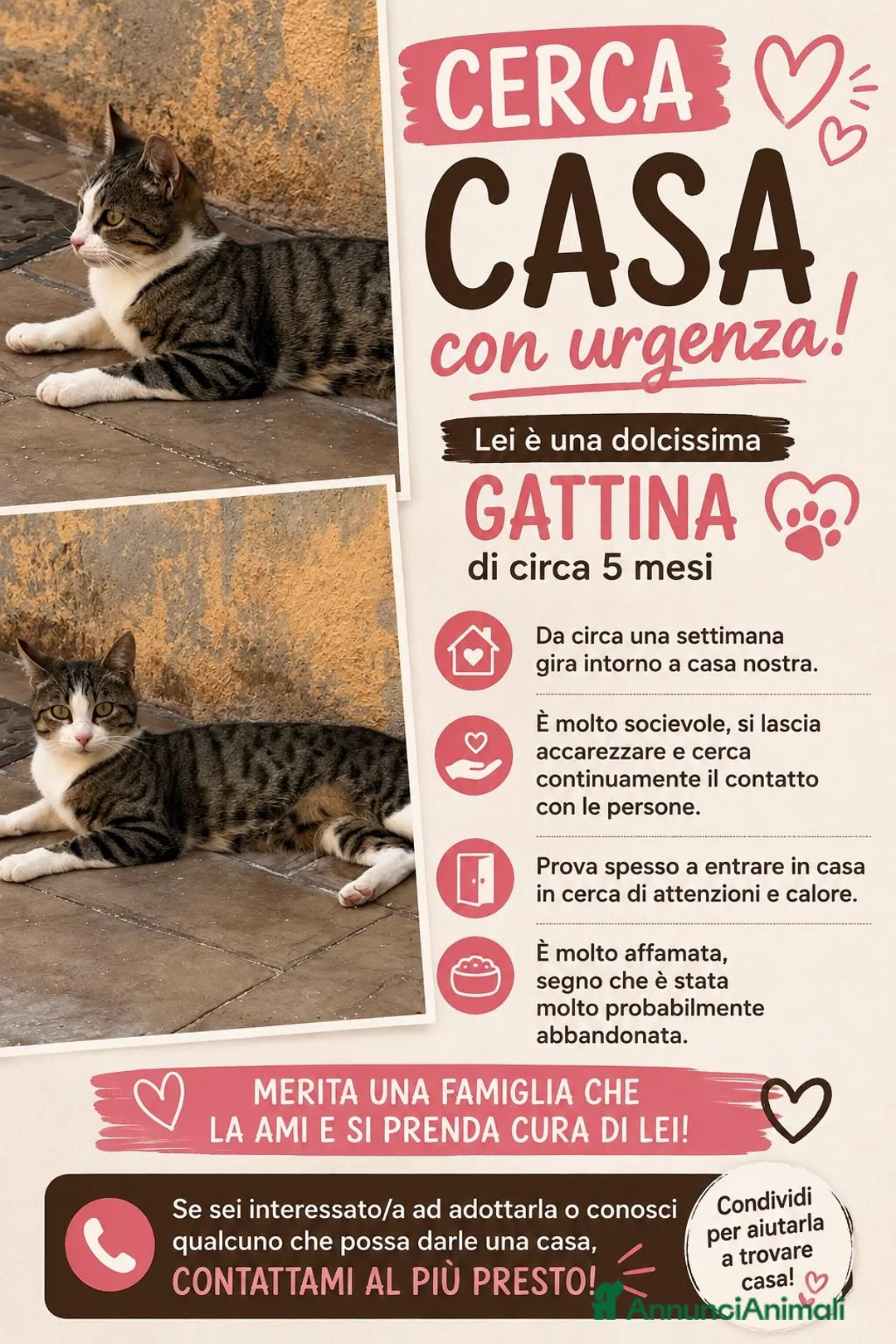 Meticcio gatti in regalo: Gattina abbandonata  a Provincia dell'Aquila - Annuncio 1