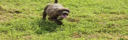 Pitbull cani in vendita: Cuccioli di Pit Bull anche a rate - Annuncio 9