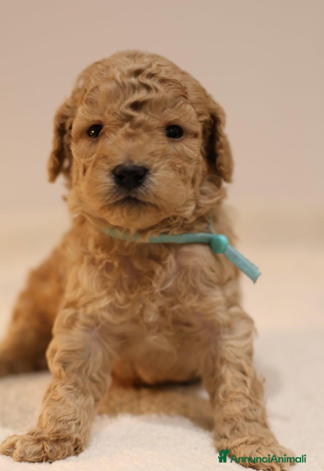 Meticcio cani in vendita: Cuccioli di F1BB Cavapoo Rosso & Crema - Annuncio 32