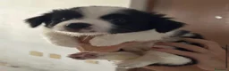 Meticcio cani in regalo: Rolly il pandino - Annuncio 3