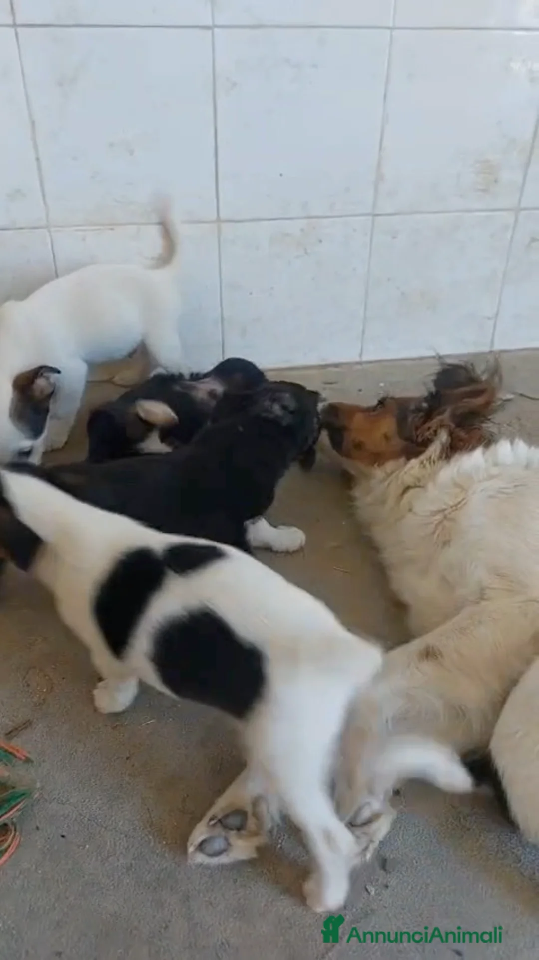 Meticcio cani in regalo: Cuccioli di 3 mesi simil jackrussel tg piccola  - Annuncio 2