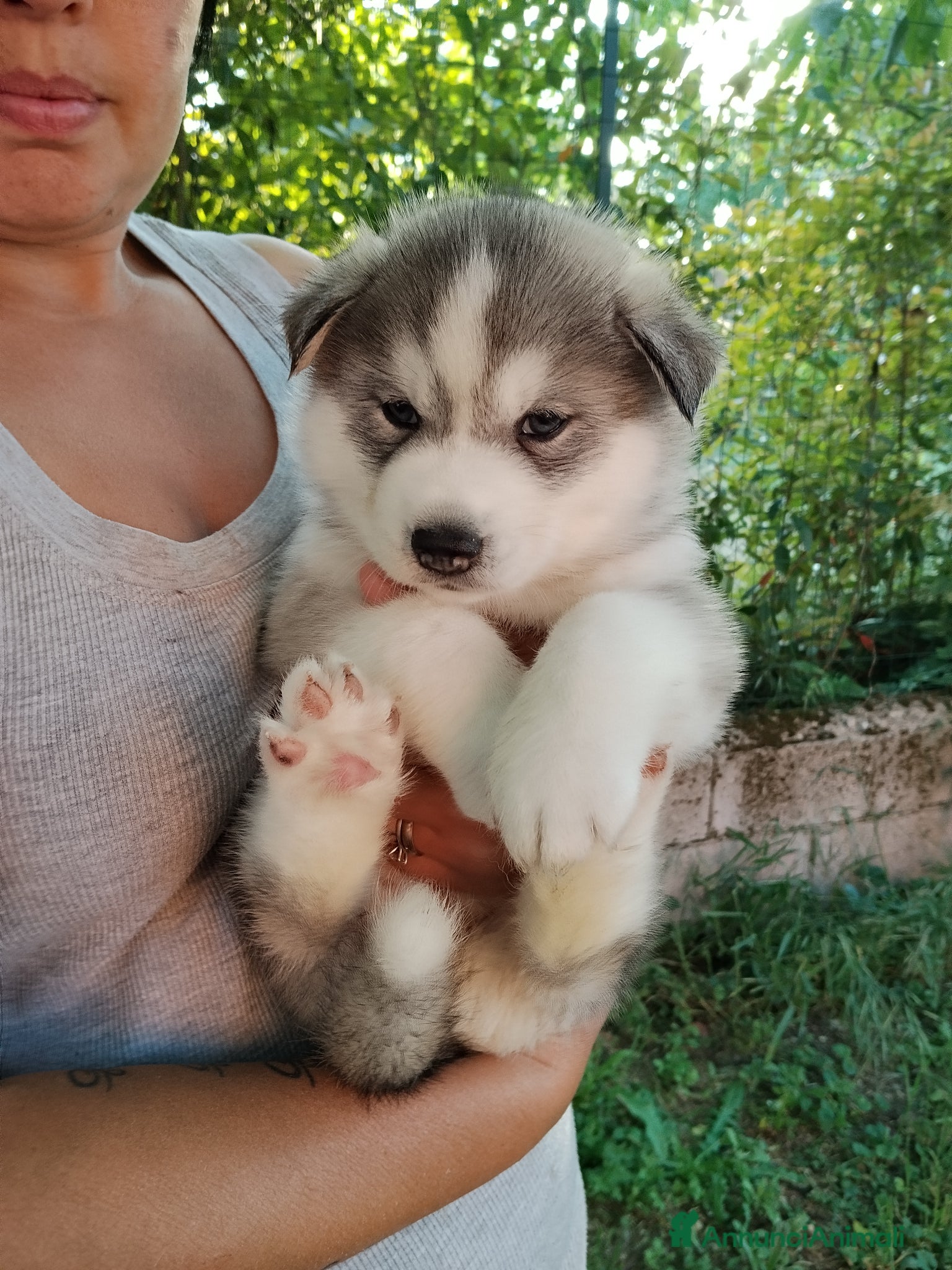 Husky cani Cucciolo Siberian Husky  - Annuncio 36