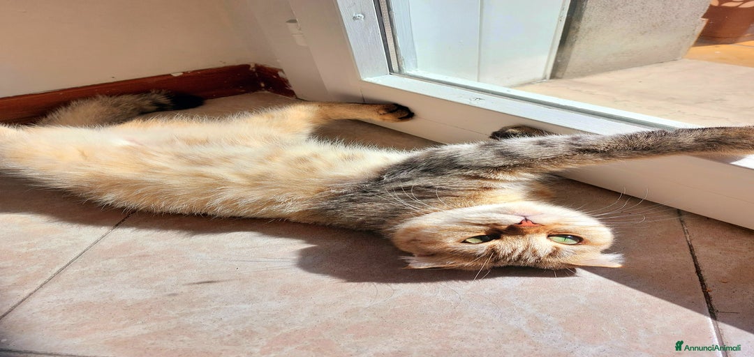 Immagine della galleria {{count}}