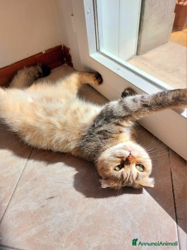 Immagine della galleria {{count}}