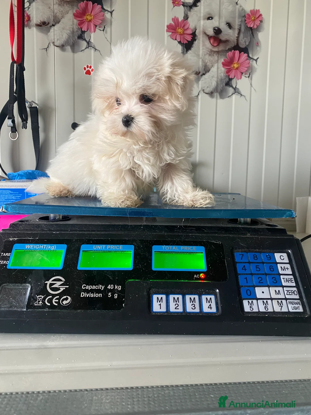 Maltese cani in vendita: Maltese toy - Annuncio 3