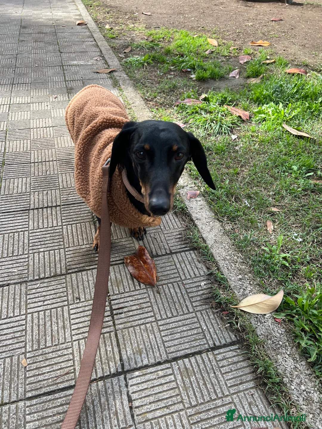 Bassotto cani in regalo: Bassotto nano nero focato  - Annuncio 5