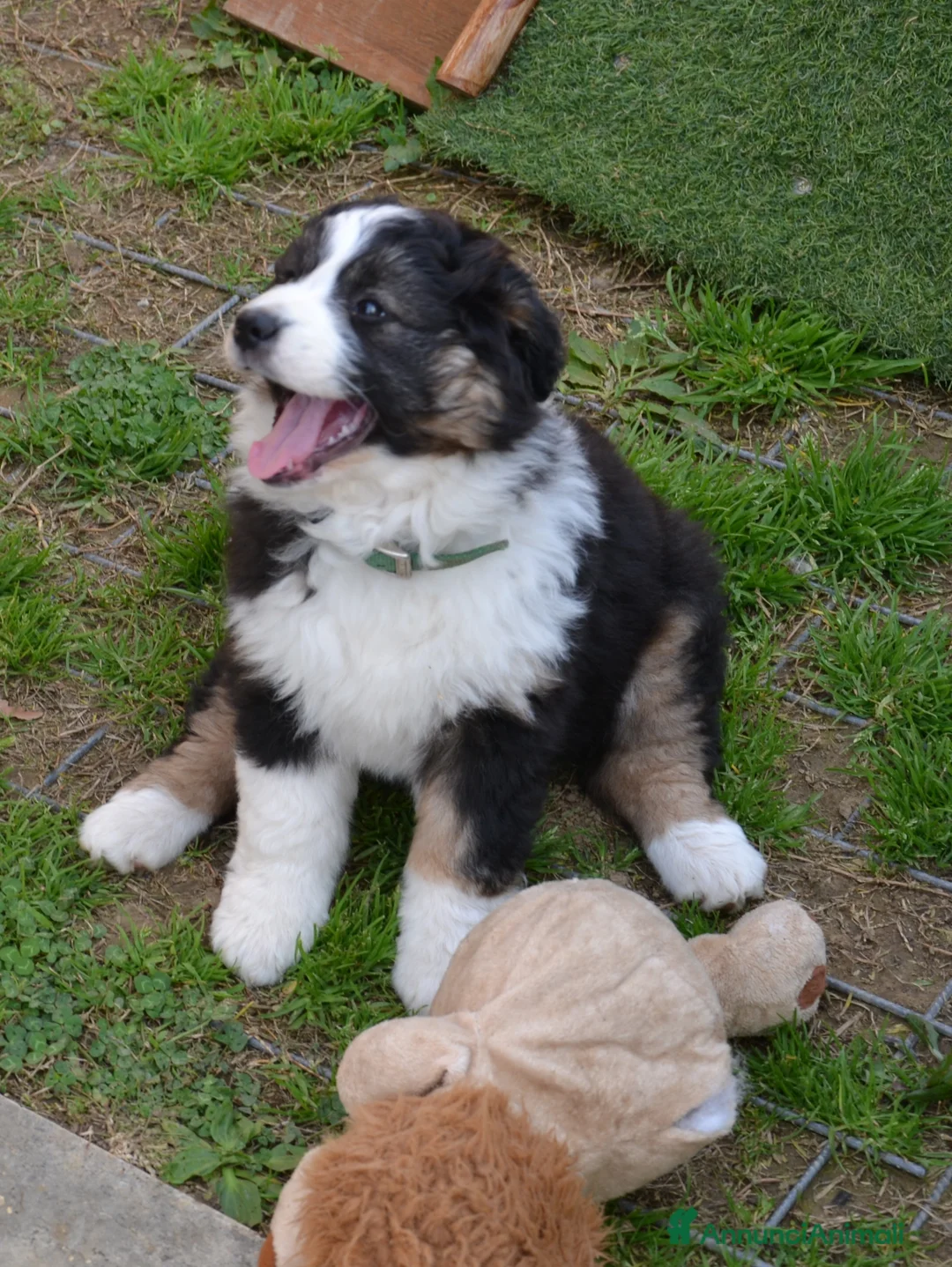 Australian Shepherd cani in vendita: Cucciola di Pastore Australiano a Provincia di Pistoia - Annuncio 11
