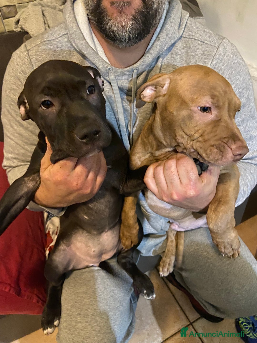 Pitbull cani in vendita: Cuccioli di pitbull adba - Annuncio 5