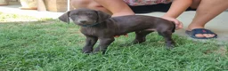 Bracco cani in vendita: Cucciolo Bracco Tedesco  a Provincia di Alessandria - Annuncio 7
