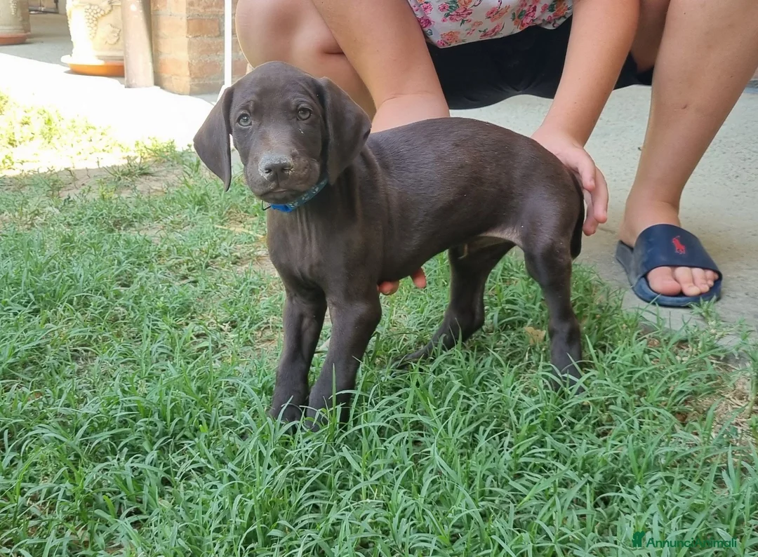 Bracco cani in vendita: Cucciolo Bracco Tedesco  a Provincia di Alessandria - Annuncio 7